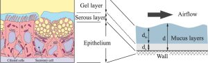 The biological flow schematic defining the two-phase interaction between the central airflow and the wall mucus layer.