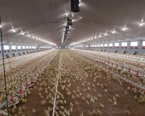 The real internal layout of a commercial broiler house requiring continuous tunnel ventilation for survival