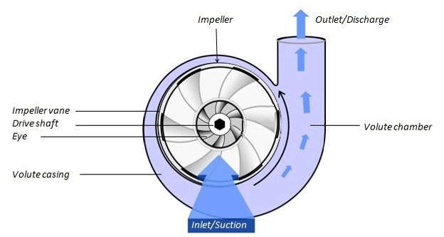 In radial flow turbomachinery, the impeller directs the fluid perpendicularly outward to generate a high-pressure rise.